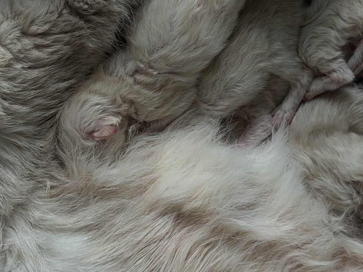 Maison de toilette standard pour chat