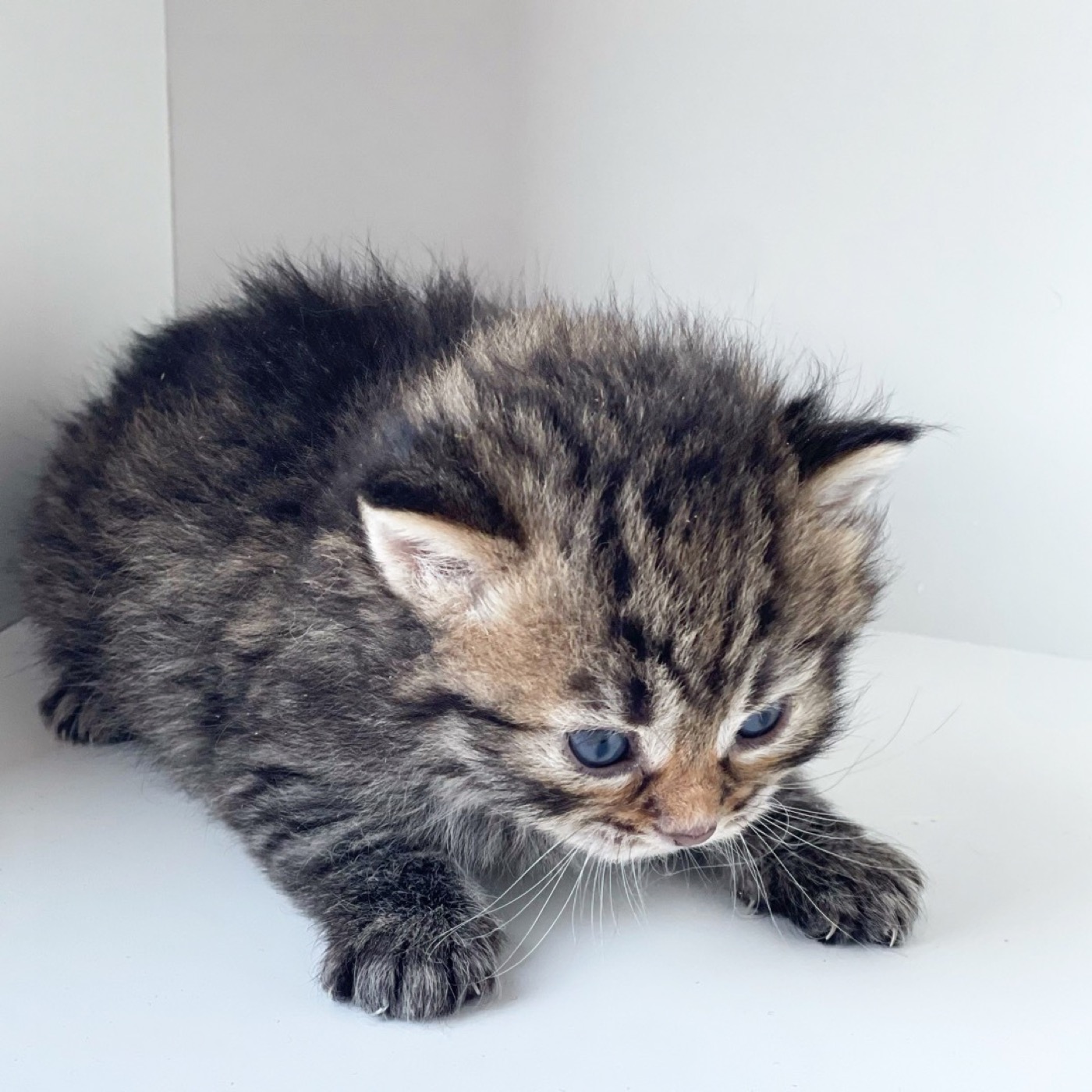 Clémence, fondatrice de la chatterie Ô Cœur Sibérien à Toulouse, avec un chat sibérien