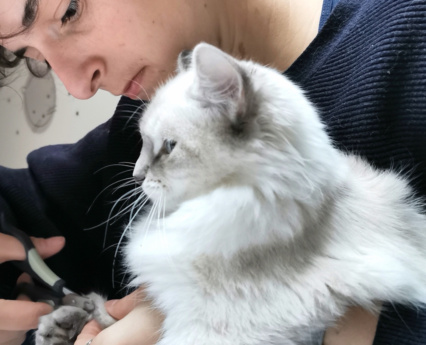 Sac à dos de voyage extensible pour chat