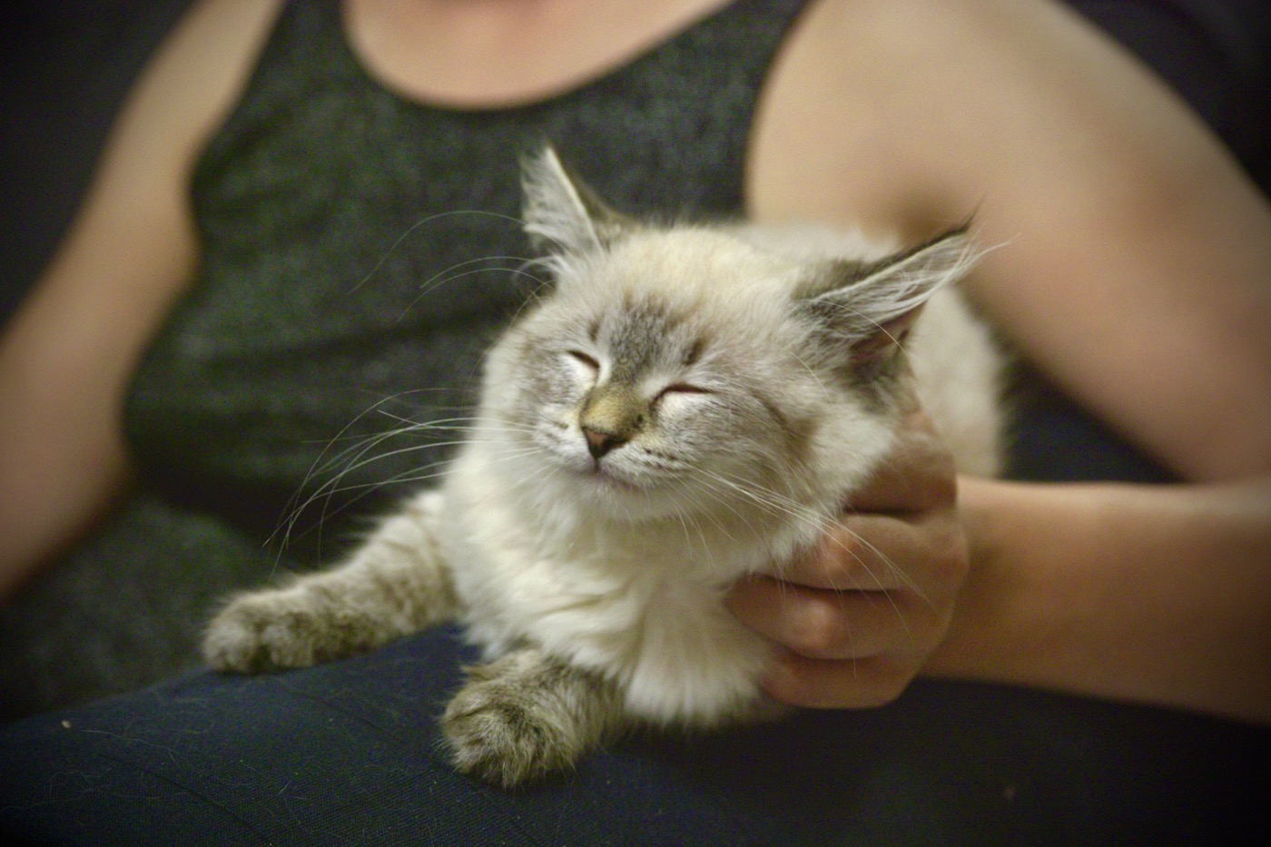 Chat sibérien de la chatterie familiale Ô Cœur Sibérien Toulouse