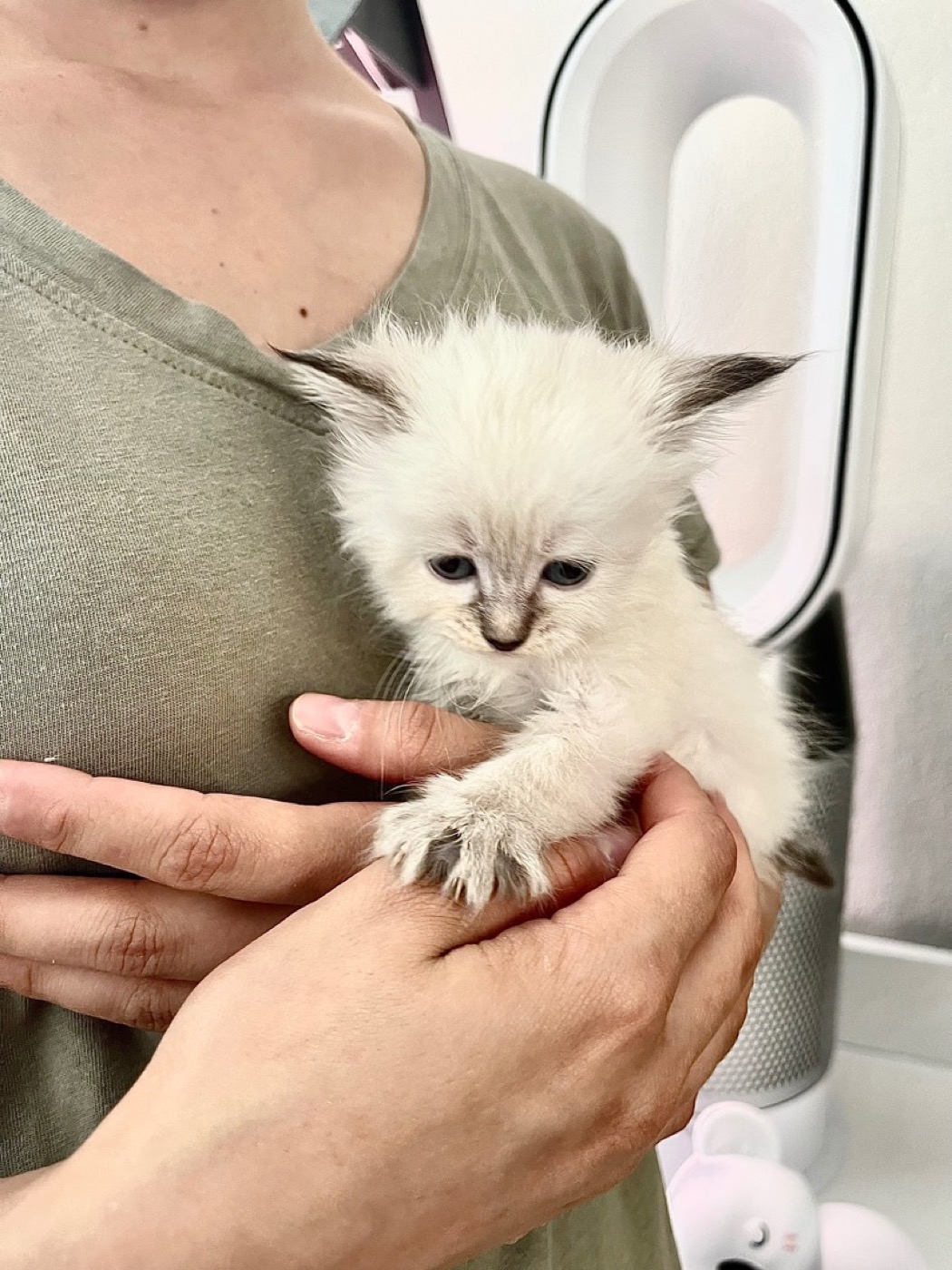 Arbre à chat Vesper adapté au chat sibérien