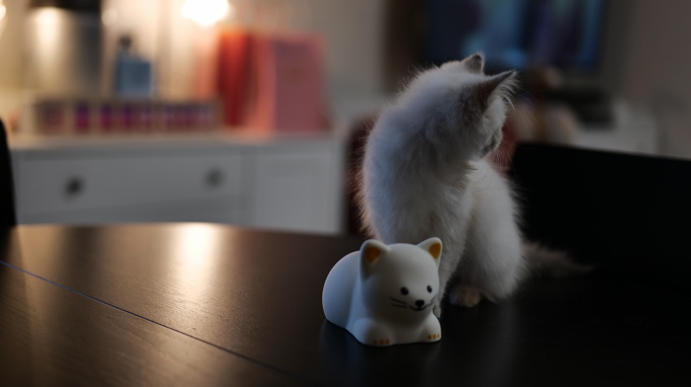 Les locaux de la chatterie Ô Cœur Sibérien, élevage de chats sibériens en appartement à Toulouse