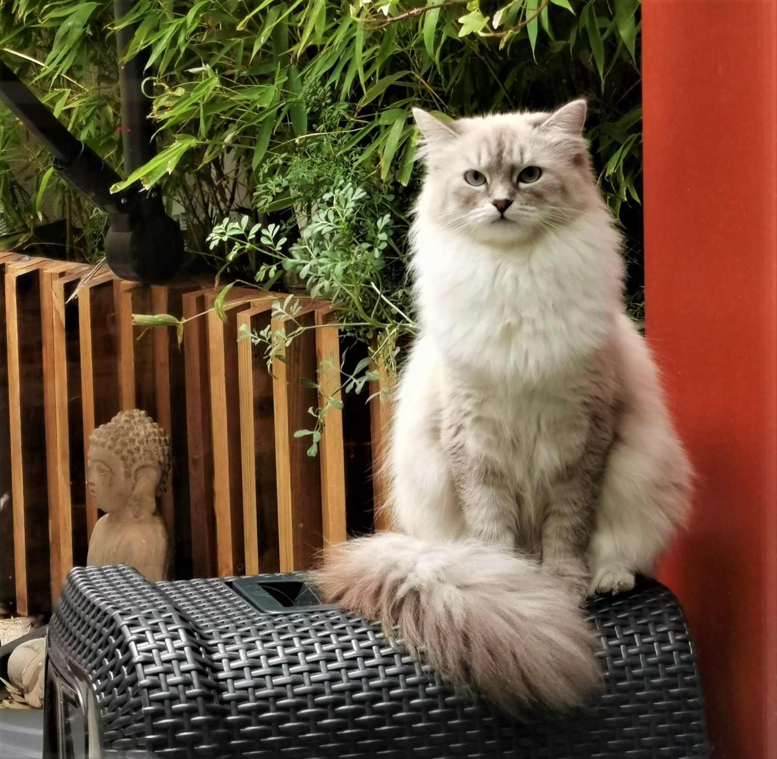 Espace de vie des chatons sibériens à la chatterie Ô Cœur Sibérien Toulouse