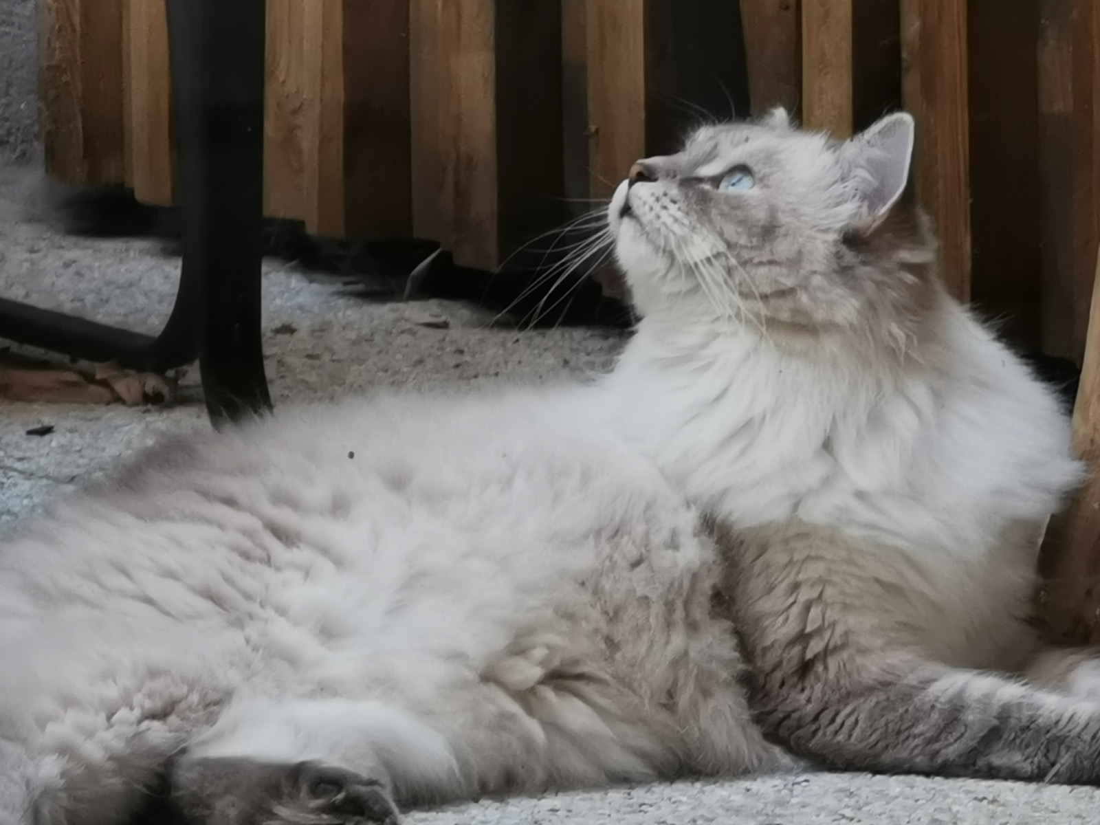 Chat sibérien blue tabby point de l'élevage Ô Cœur Sibérien à Toulouse