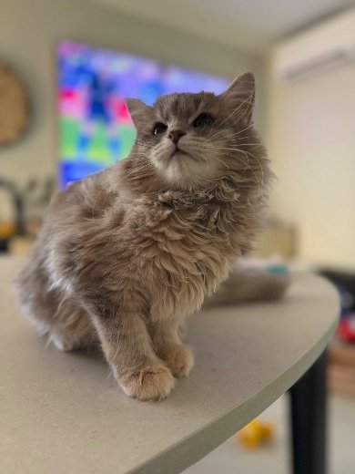 Chaton sibérien dans les bras d'un adoptant, élevage Ô Cœur Sibérien Toulouse