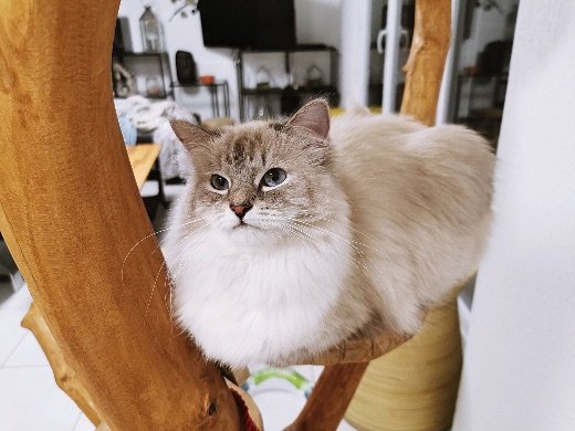 Pelage mi-long du chat sibérien, élevage Ô Cœur Sibérien Toulouse