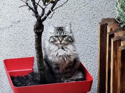 Chat sibérien red mackerel tabby et blanc