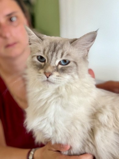 Chat sibérien brown ticked tabby