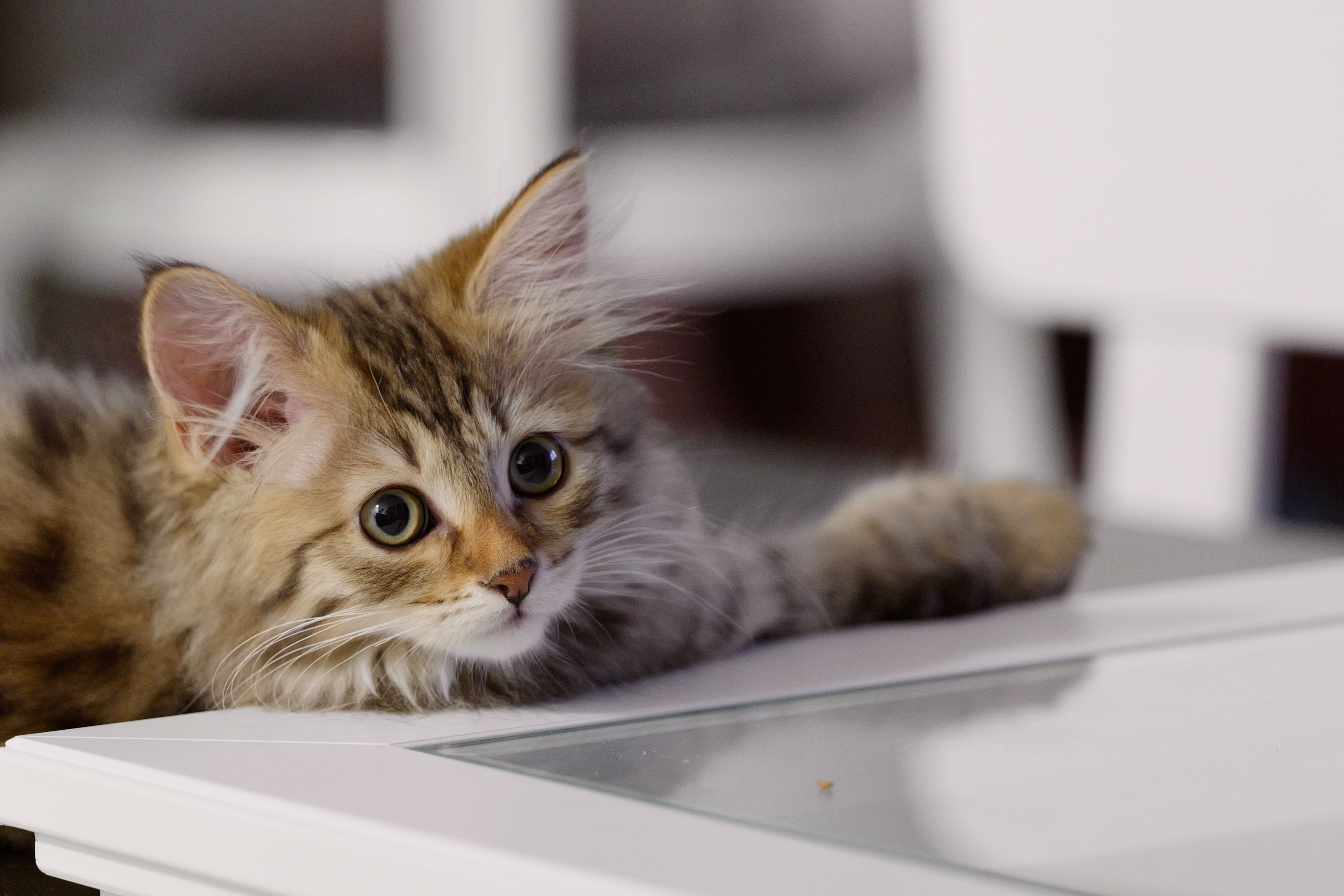 Chatons sibériens en pleine socialisation