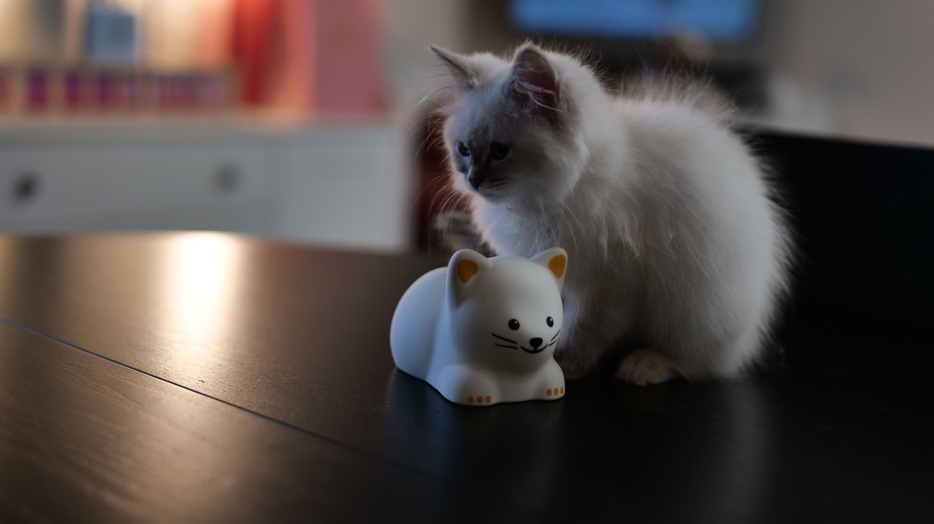 CHAT SIBERIEN O COEUR SIBERIENTOULOUSE