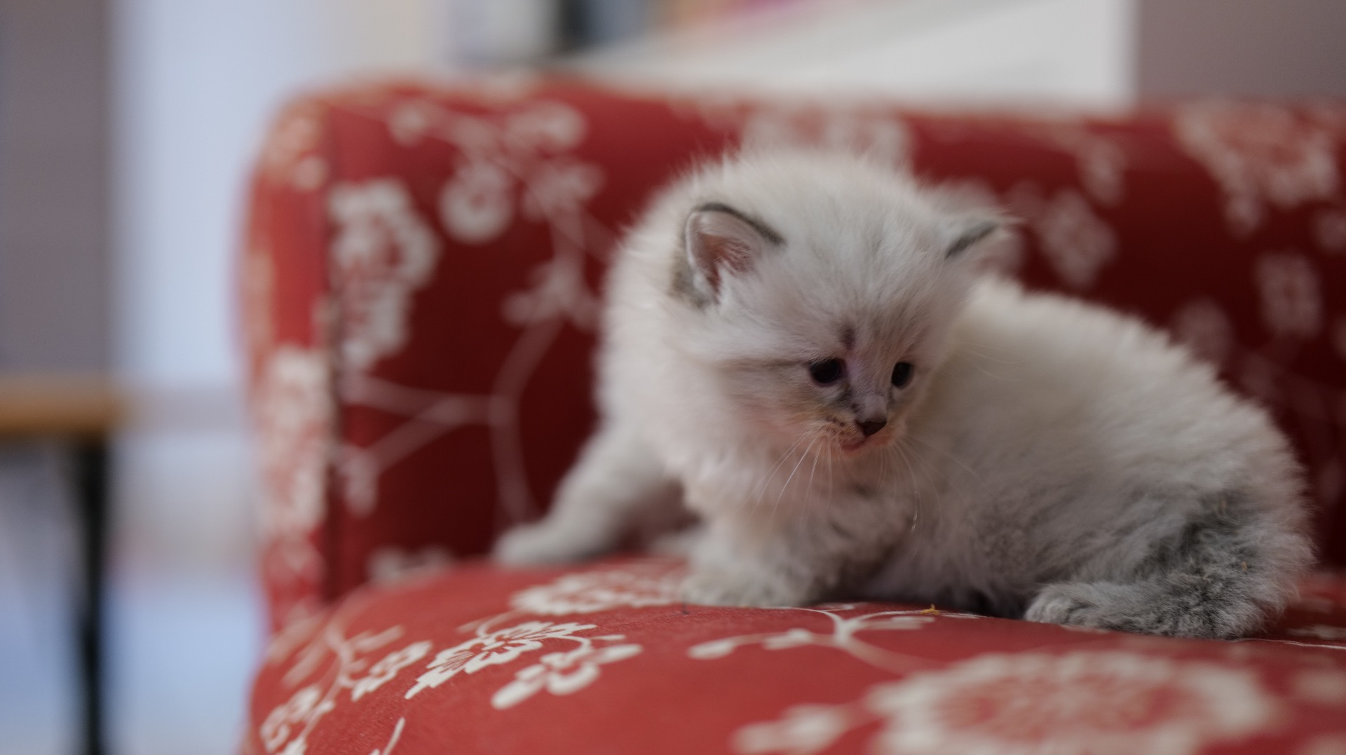 CHAT SIBERIEN O COEUR SIBERIEN TOULOUSE