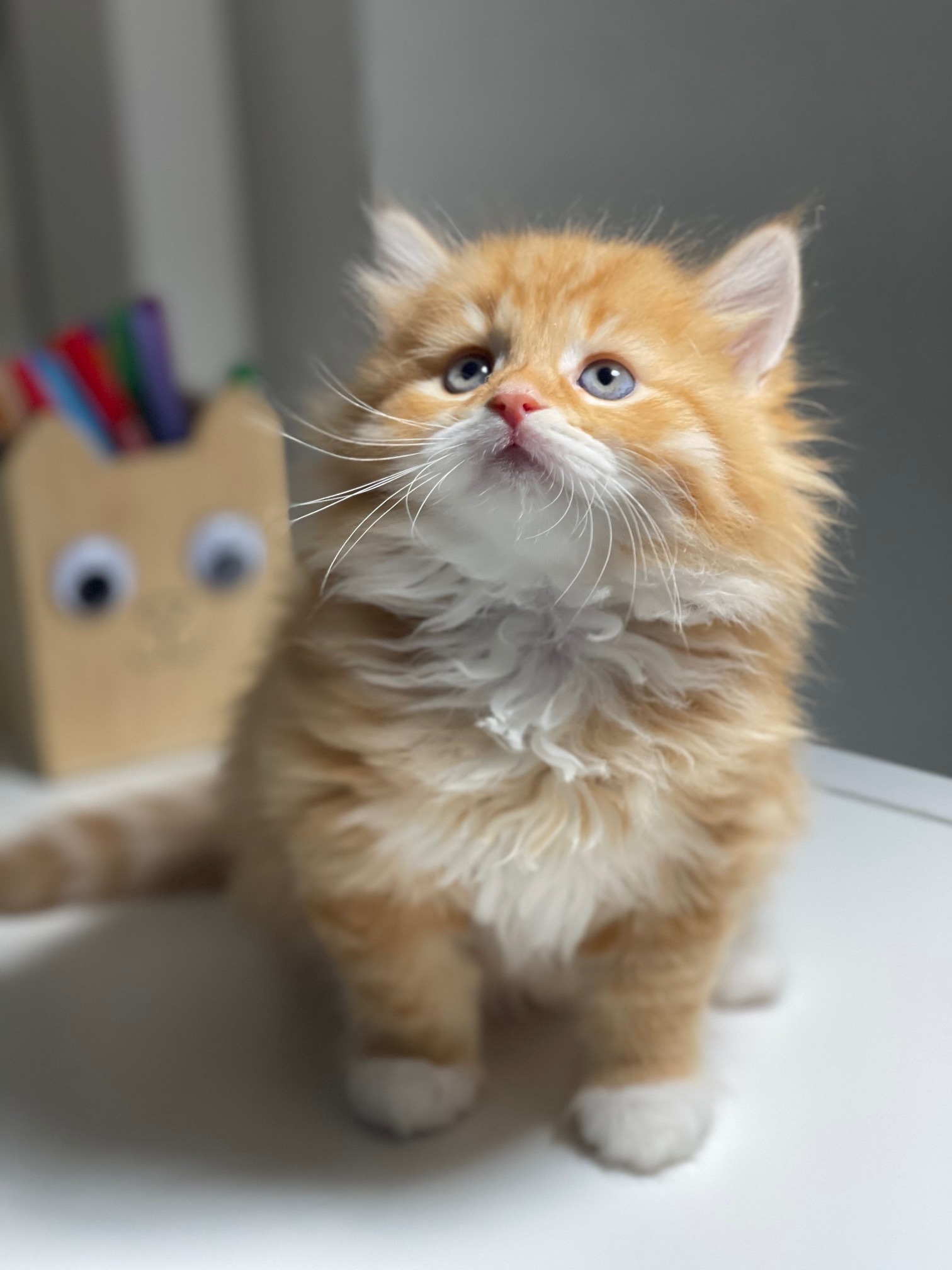 chat s et chatons sibériens roux élevage Ô coeur sibérien Toulouse red mackerel tabby