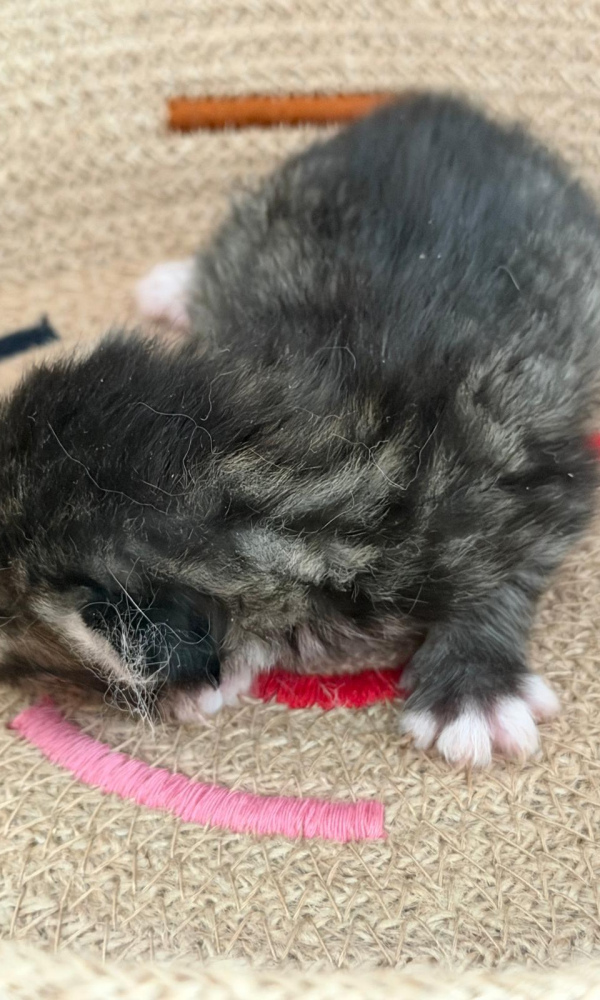 Biscotte, chaton sibérien mâle