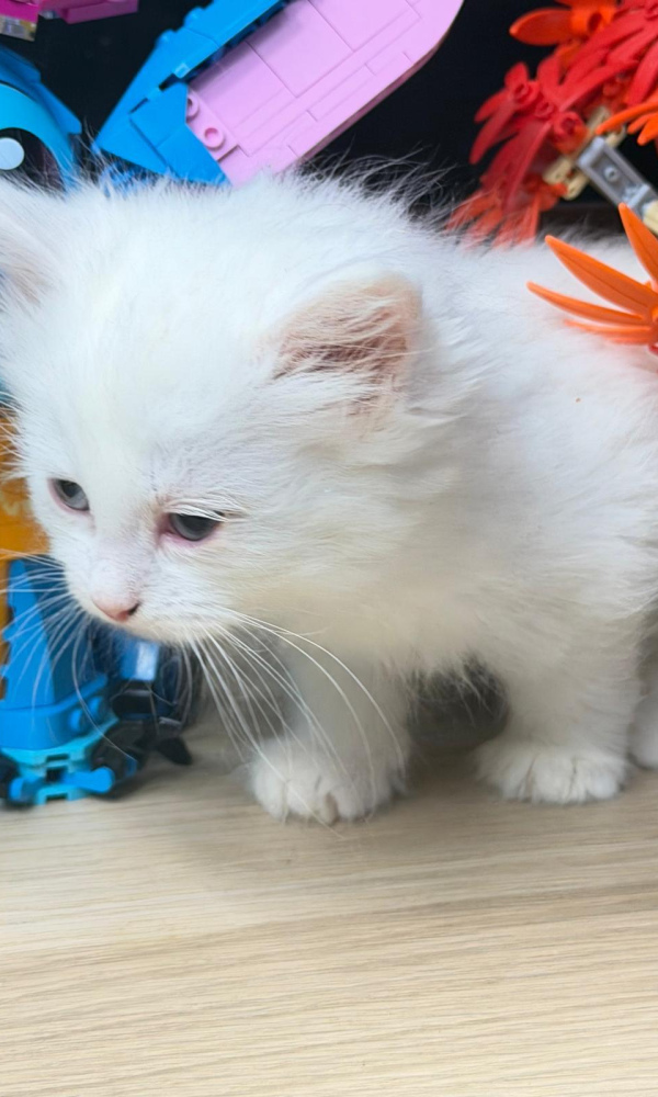 ARLO , Chaton siberien mâle