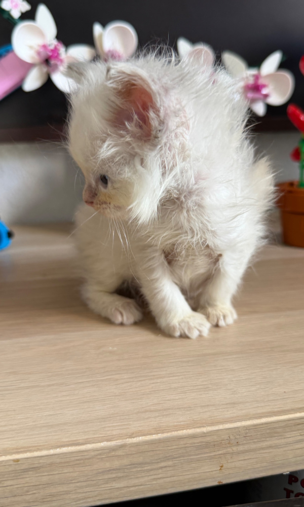 BAILEY, chaton sibérien femelle (VEN) 