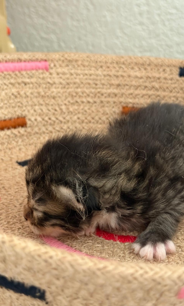 Bulle, chaton sibérien femelle