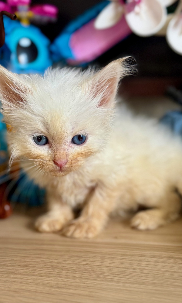 AQUA, chaton sibérien mâle Neva blue (sSHA)