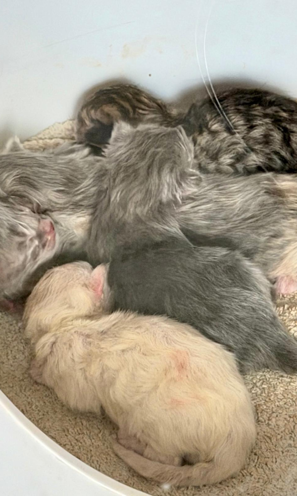 BELY, Chaton Sibérien mâle blue