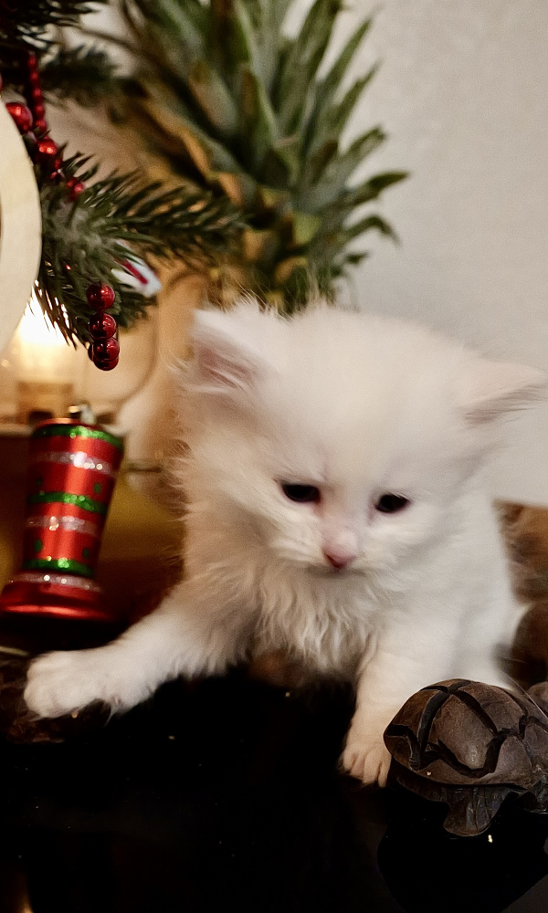 ANURA, chaton siberien