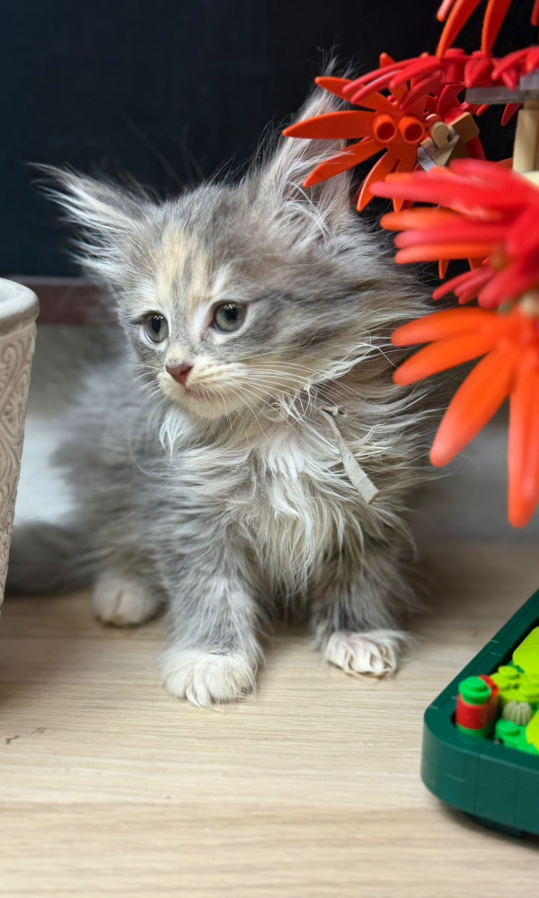 YUNA, chaton sibérien