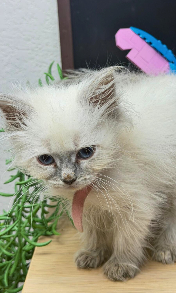 ARXIE ROSE, chaton sibérien