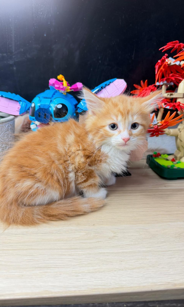 ARCHIMEDE, chaton male siberien  red et blanc
