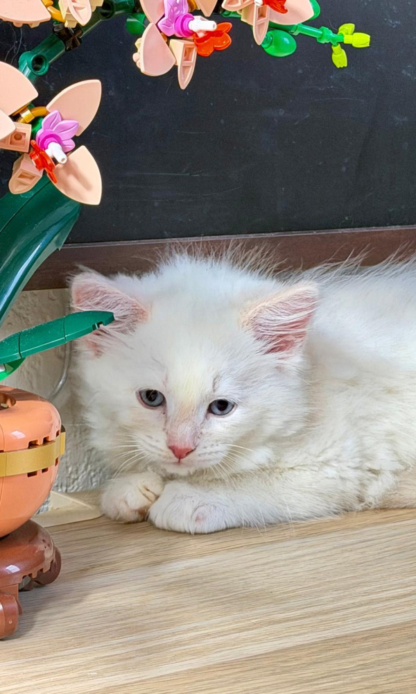 ATLAS, chaton sibérien