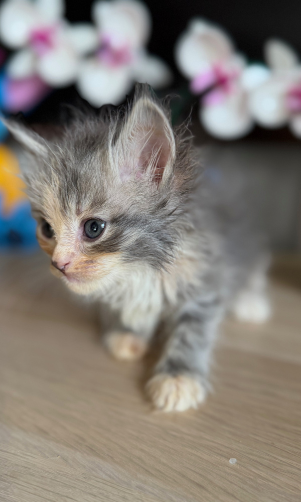 BIANCA, chaton sibérien femelle (LIT)
