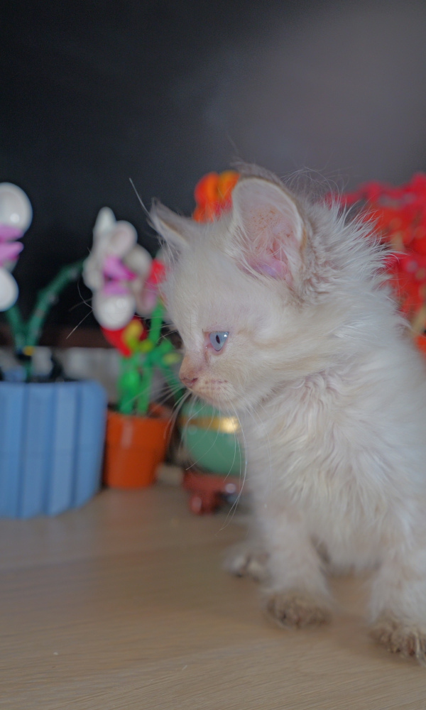 CHARLY, Chatonne Sibérienne femelle neva  (DAB)