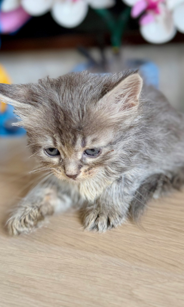 BASILE, chaton sibérien femelle (BOU) 