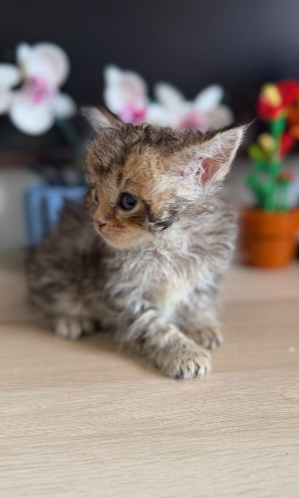 BOUBOUILLE, chaton sibérien femelle (BOU)  