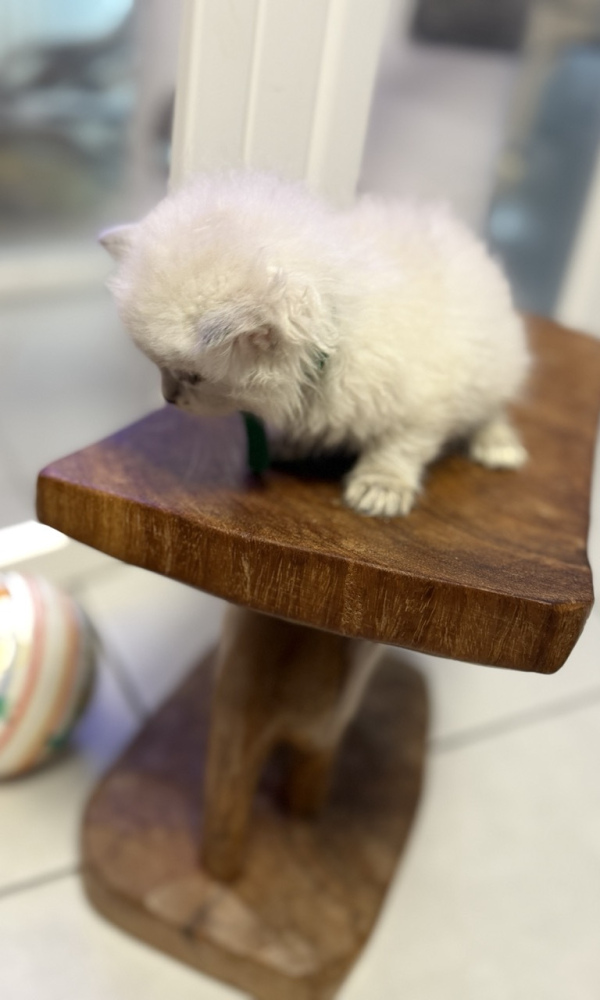 MAYA, Chaton sibérien (BON)