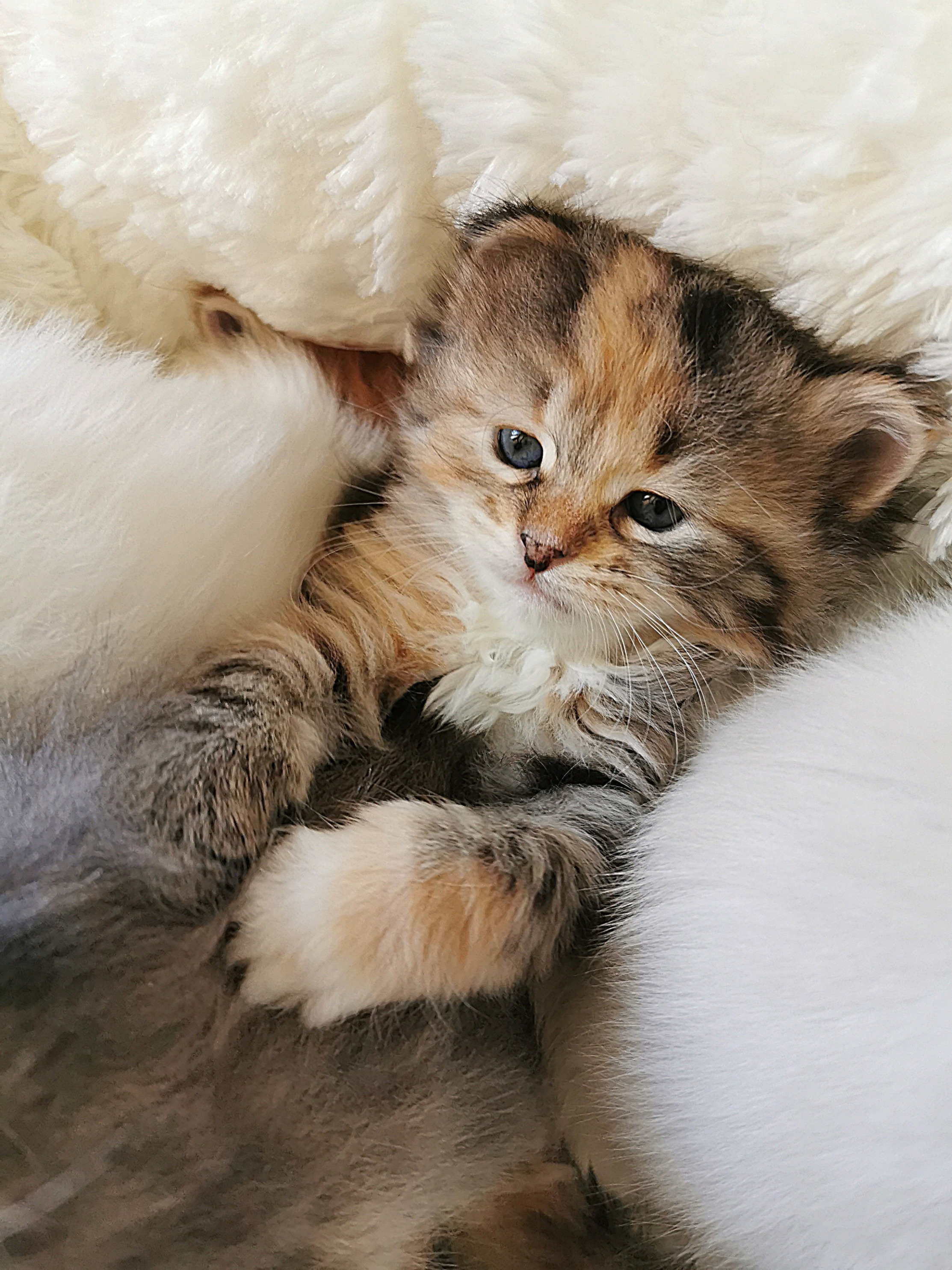 Rackya chat et chaton sibérien roux élevage Ô coeur sibérien Toulouse sunshine