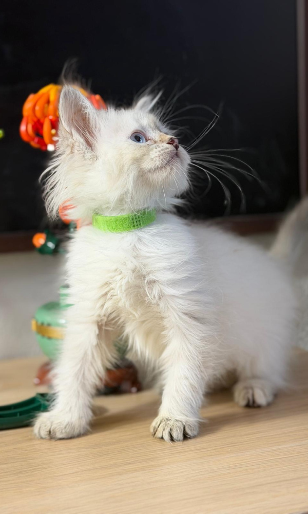 ARUMI, chaton sibérien