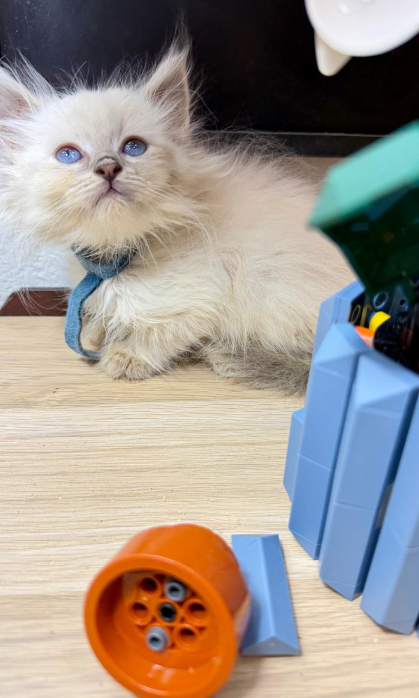 ASLAN, chaton sibérien mâle (CAR)