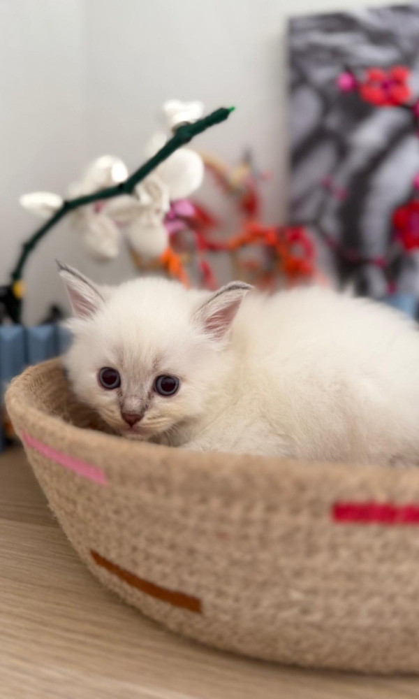 BRYLLA, chaton sibérien femelle (BON) 