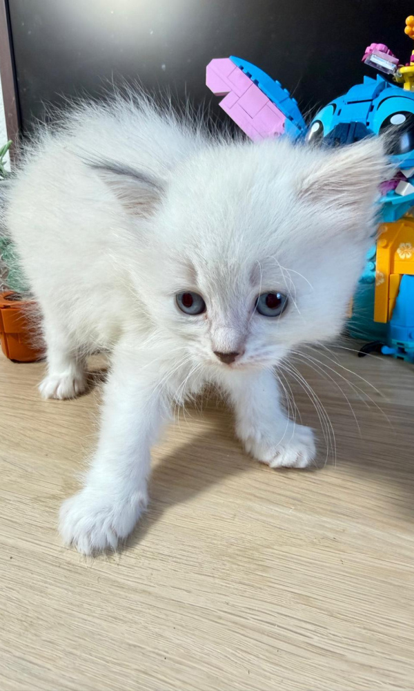 Brigitte, Chatonne Sibérienne femelle