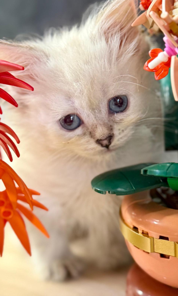  ARCHIE chaton sibérien (11)