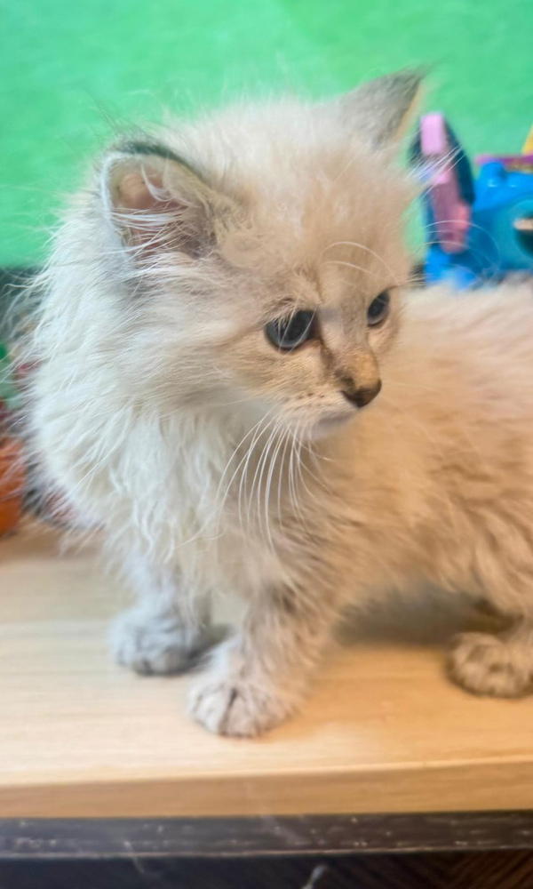 BEL ATLAS, Chaton Sibérien mâle neva