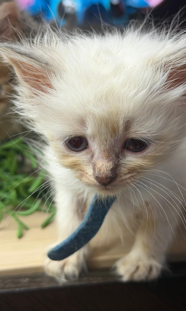  AUSTIN chaton sibérien mâle