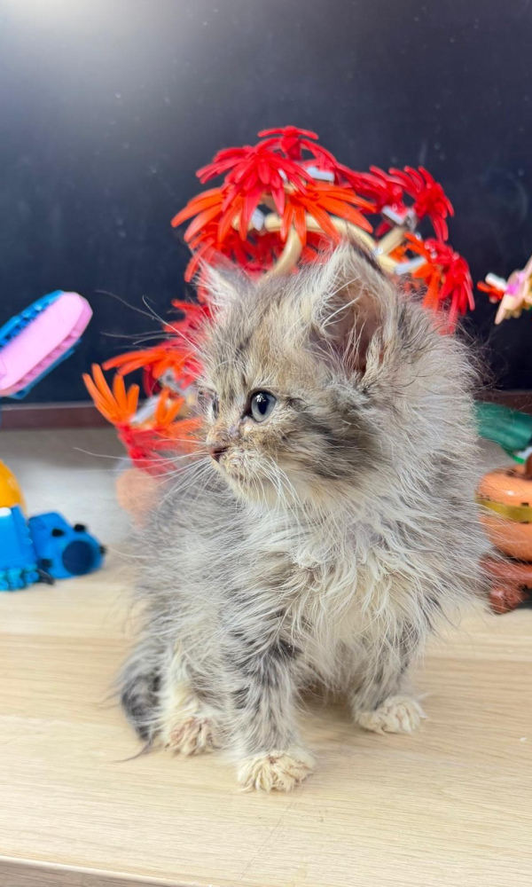 AIKO, chaton sibérien