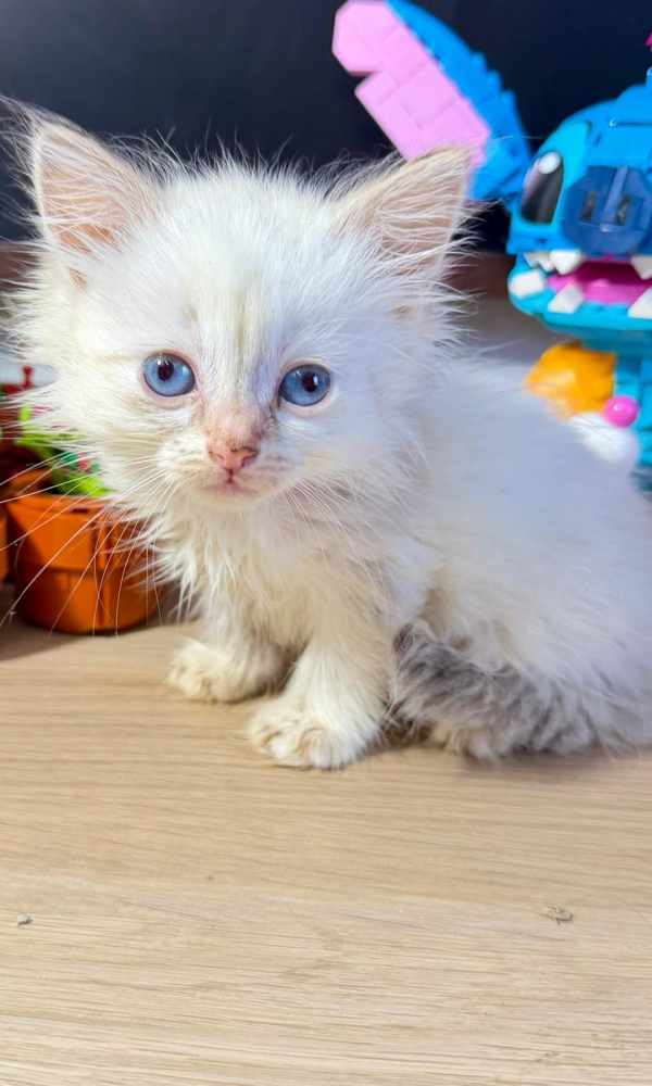 BYNO, Chaton Sibérien mâle blue 