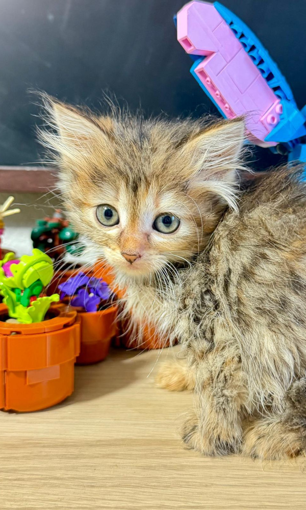 ARIANE chaton sibérien femelle (CHA)