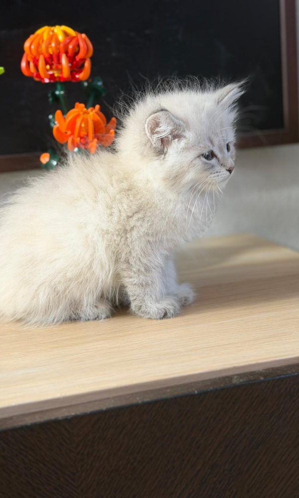 ALTESSE NEVA, chaton siberien