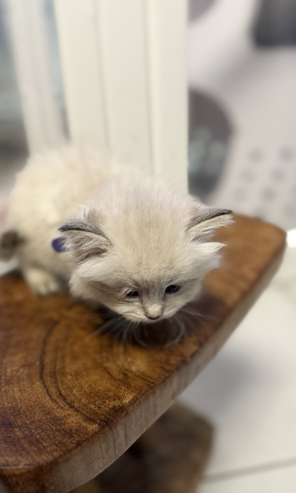 APPOLO, chaton sibérien mâle (APP)