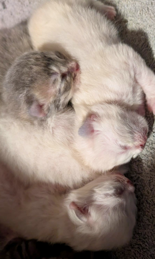 BIMO, chaton siberien mâle