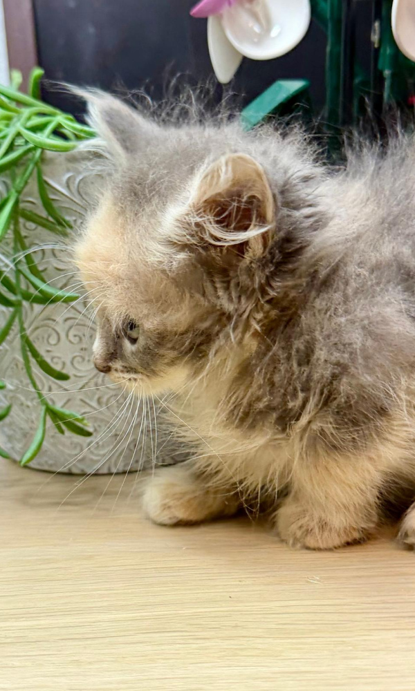 AÏHNOA, chaton siberien femelle (PEB)