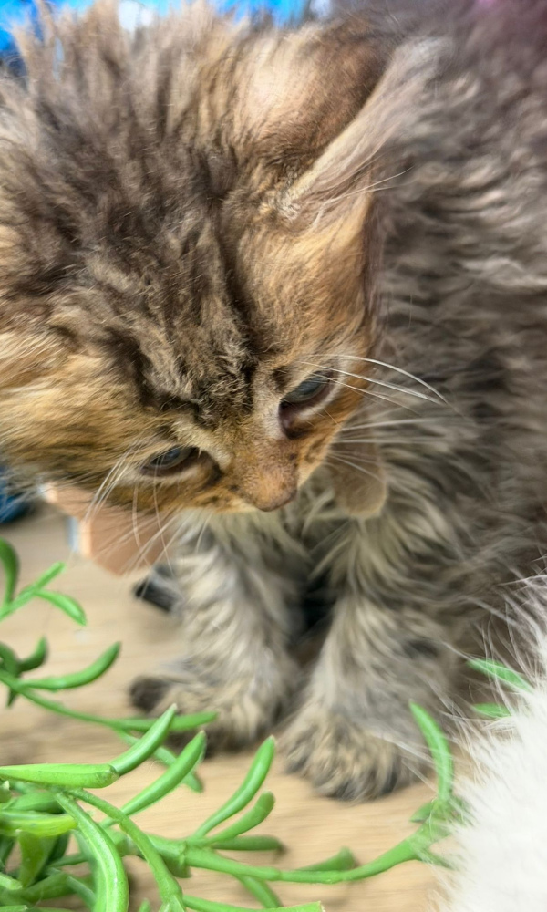 ADELAIDE chaton sibérien femelle