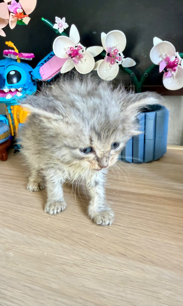 BALI, chaton sibérien femelle  ( LEC)