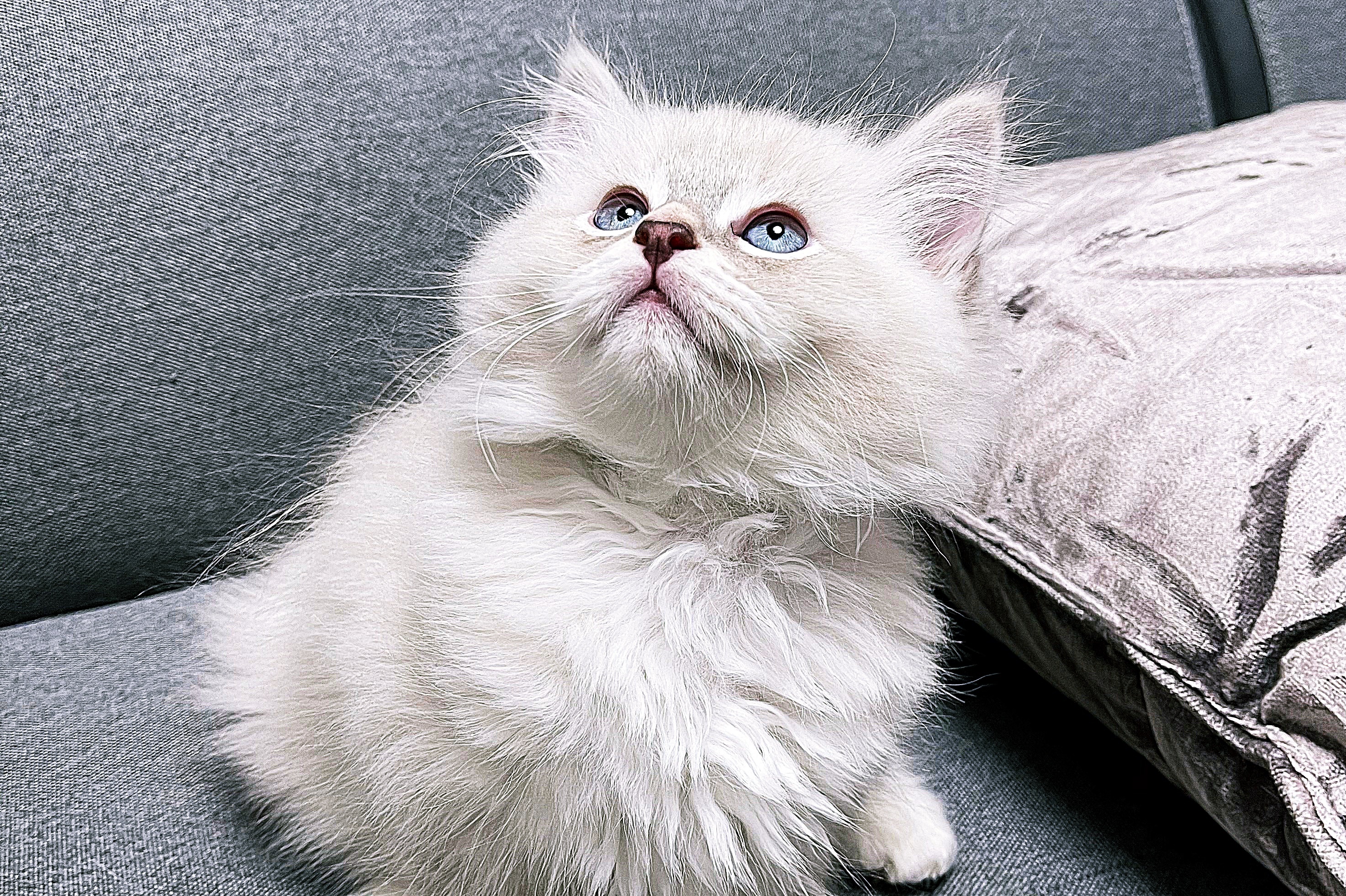 Chaton sibérien de l'élevage Ô Cœur Sibérien à Toulouse